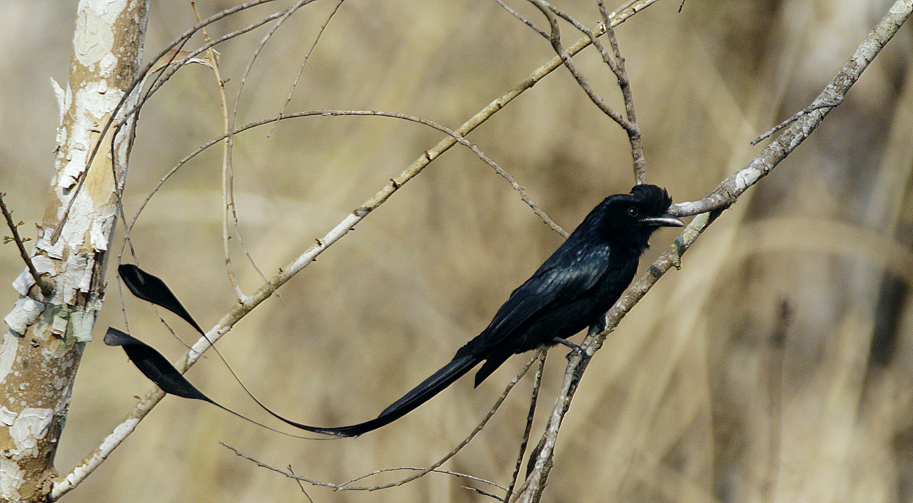 Drongo mimics alarm calls to steal food from other species, finds