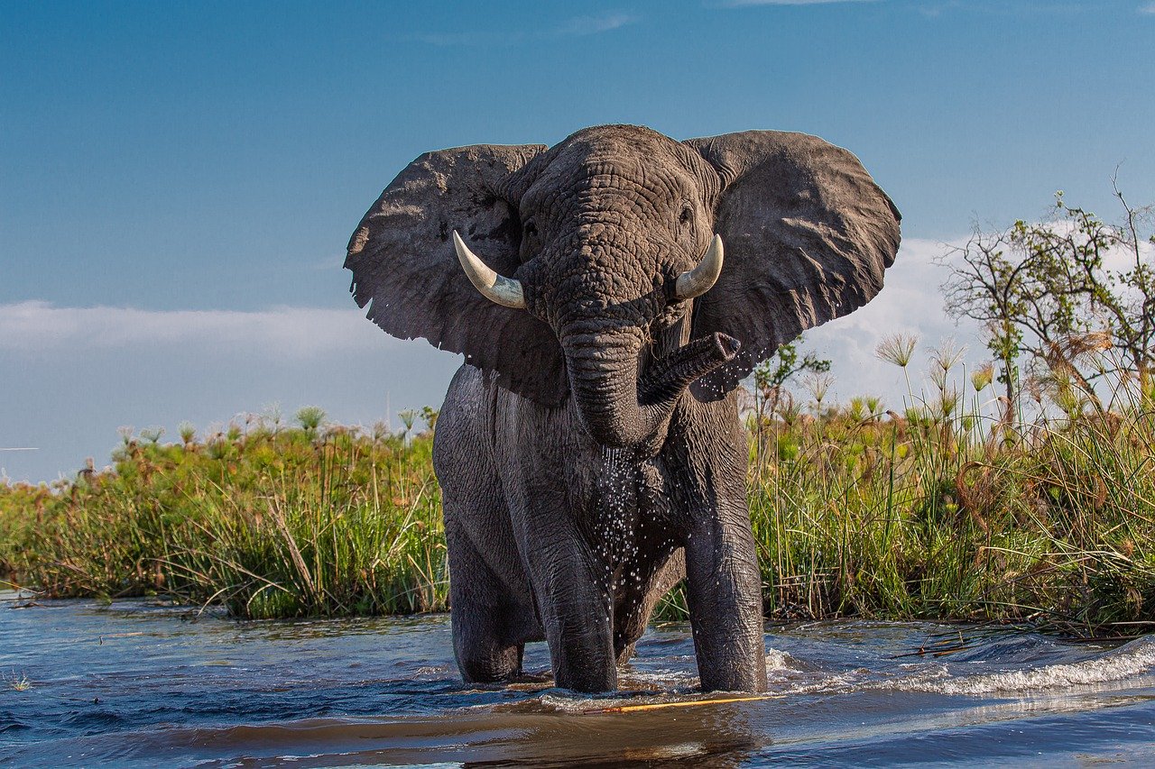 Following population declines over several decades due to poaching for  ivory and loss of habitat, the African forest elephant (Loxodonta cyclotis)  is now listed as Critically Endangered and the African savanna elephant (